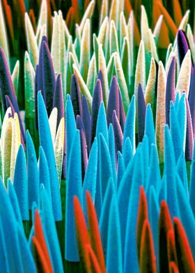 colorful sansevieria 