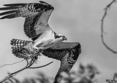 Preparing The Nest