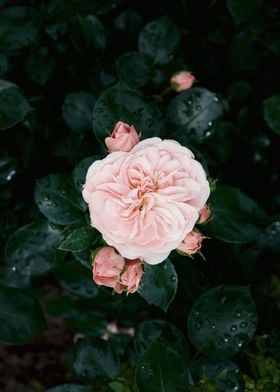 Dark rose flower