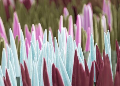 colorful sansevieria 