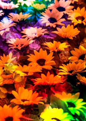 sunflower in the garden