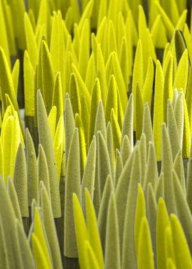 colorful sansevieria 