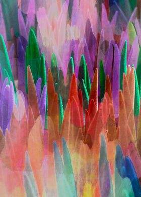 colorful sansevieria 