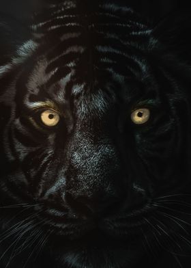 Golden Eye Black Tiger