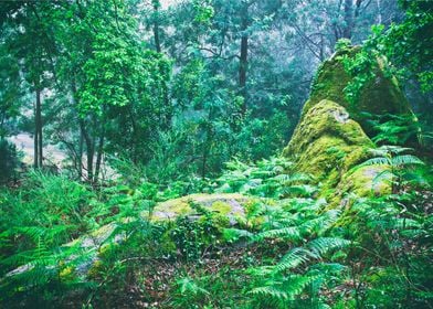 Green calm woods