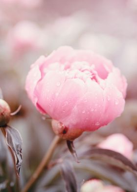 Vintage blush peony flower