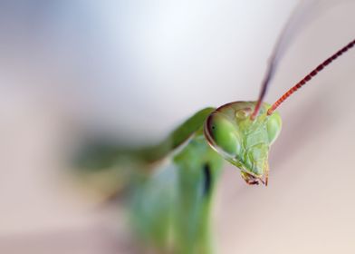 Mantis power