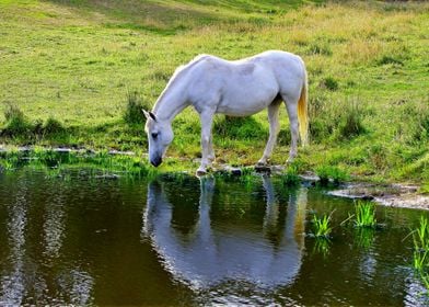 A White Horse