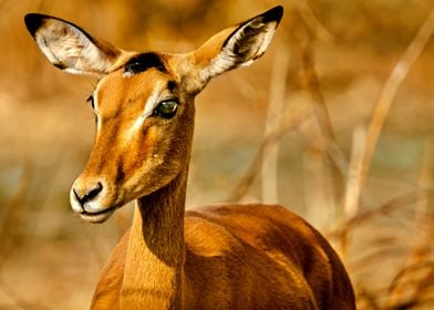 Beautiful Young Impala