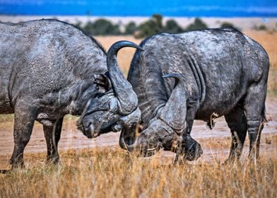 Cape buffalo