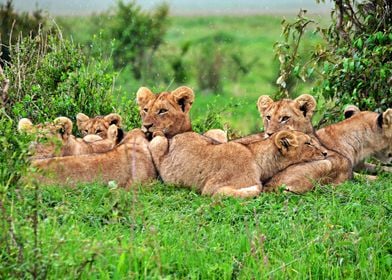 Beautiful Lion Cubs