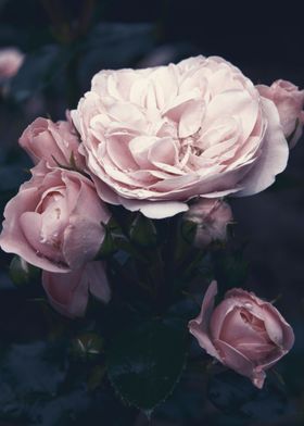 Blush vintage rose flowers
