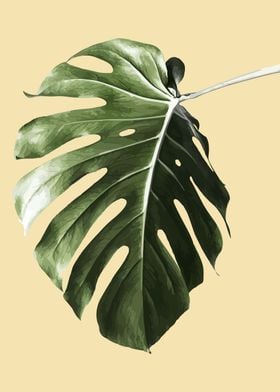 Monstera delisiousa