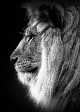 proud lion head 