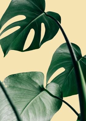 monstera