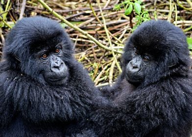 Two Gorgeous Gorillas