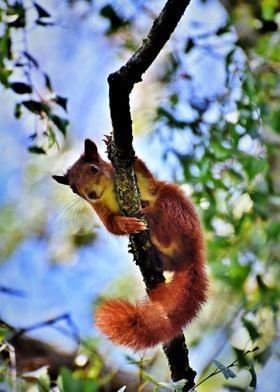 The Amazing Squirrel