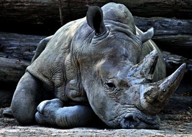 Large Gorgeous Rhino