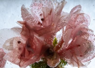 Pink azalea in ice