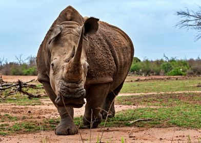 Big And Beautiful Rhino