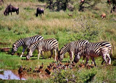 Zebras Grazing