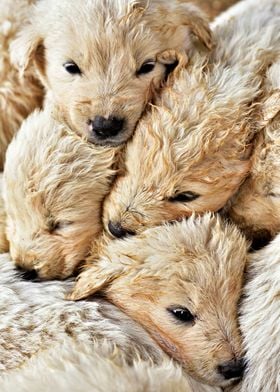 Four Puppies