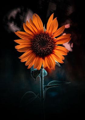 Sunflower Portrait