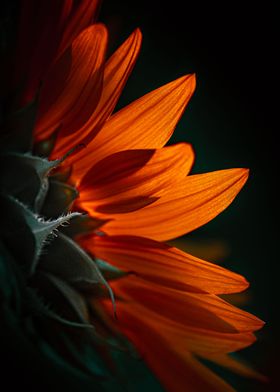 Sunflower profile 