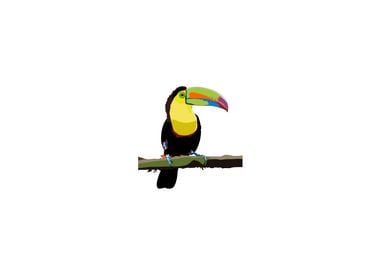 Toucan illustration