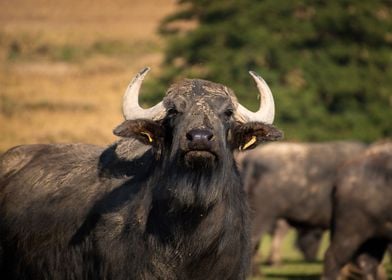 Portrait of buffalo