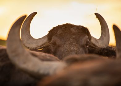 Water Buffalo in the dawn