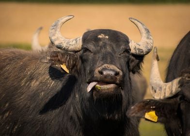 Buffalo showing tongue