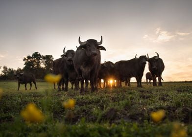 Water buffalo at sunrise