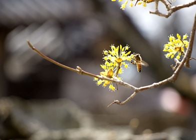 tree flower yellow