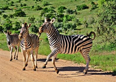 Three Zebras