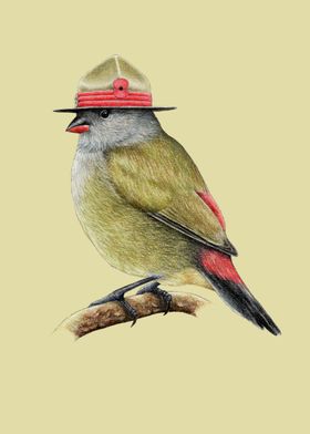 Yellow bellied waxbill