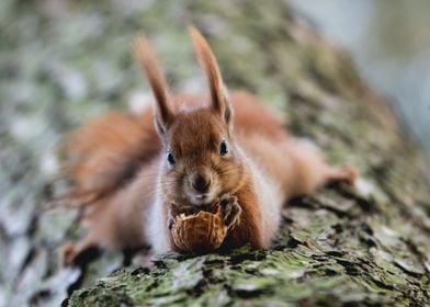 Cute Squirrel