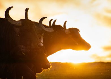 Silhouette of buffalo