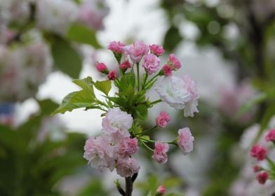 flower red pink white