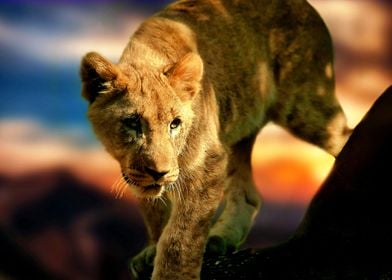 A Beautiful Lioness