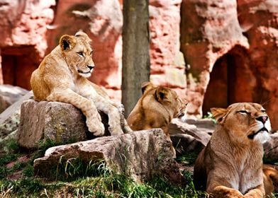 Three Lionesses