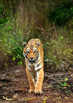 Beautiful Tiger