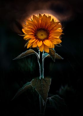 Sunflower king