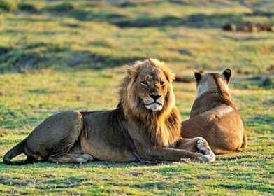 Lion And Lioness