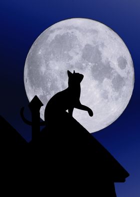 Midnight Cat