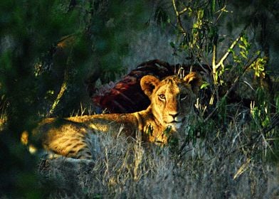 Beautiful Lioness