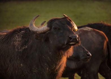 Water buffalo looking