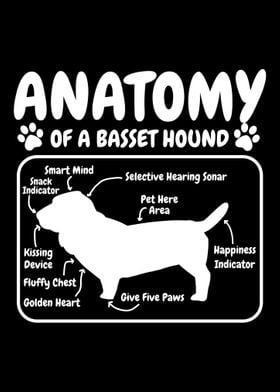 Basset Hound Dog Anatomy