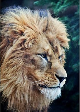 Majestic Lion