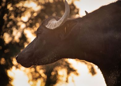 headshot of a waterbuffalo